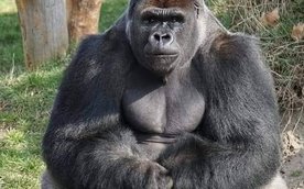 Bogata w składniki odżywcze dieta w okresie jesienno-zimowym to podstawa dobrej kondycji podopieczny