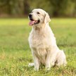 Golden retrievery to psy, które doskonale odnajdują się w roli członka rodziny