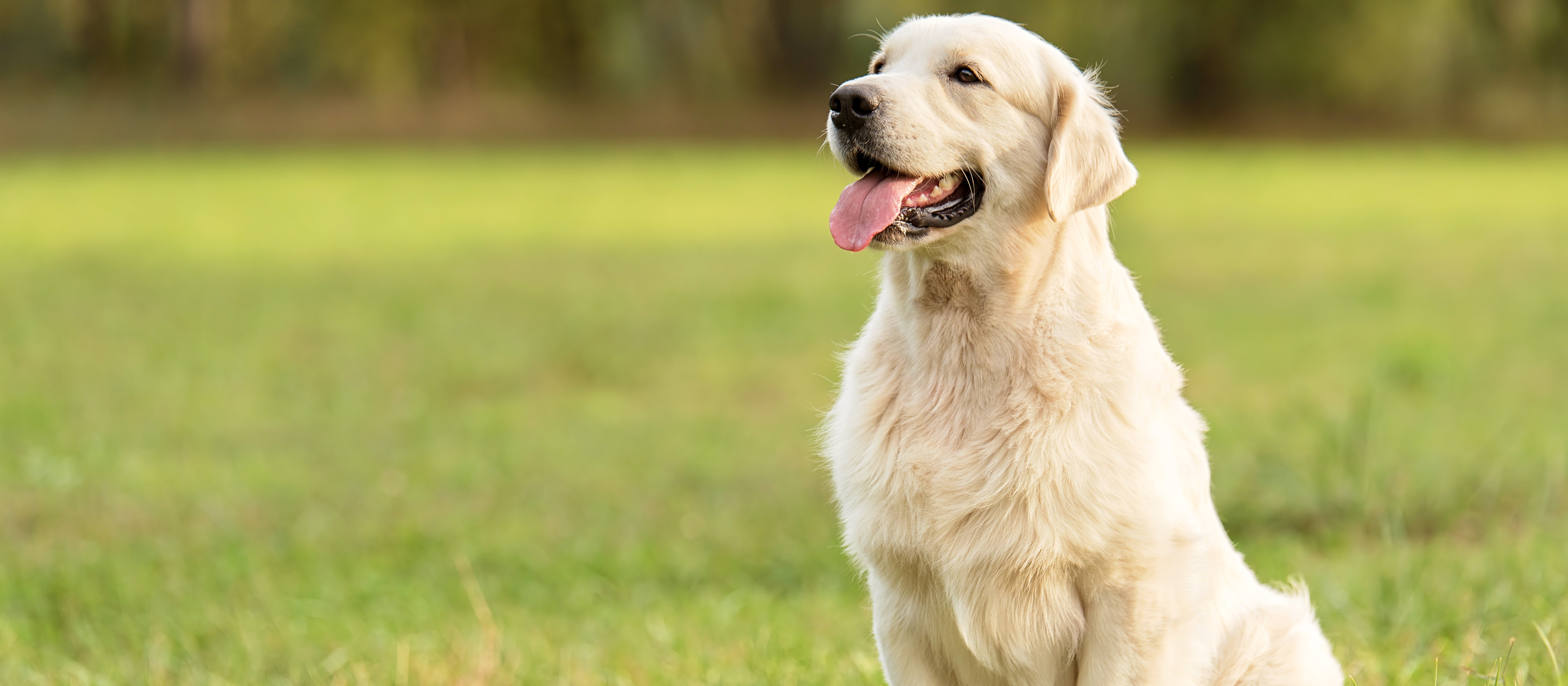 Co łączy golden retrievera i człowieka? Zaskakujące wyniki najnowszych badań
