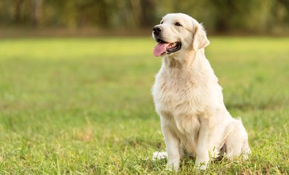 Golden retrievery to psy, które doskonale odnajdują się w roli członka rodziny