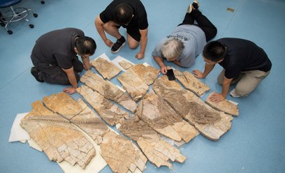 Szkielet dinozaura Haolong dongi. Badacze odkryli, że gad sprzed 125 milionów lat posiadał kolce