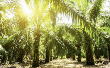 Syntentyczna alternatywa oleju palmowego ratunkiem dla lasów?