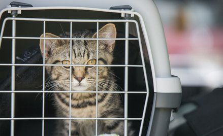 Rzecznik Kremla: Aerofłot zawsze walczył ze szmuglem. Ukarał za przemyt kota