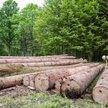 Wycinka w Puszczy Białowieskiej: RPO składa skargę kasacyjną do NSA
