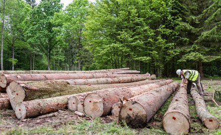 Wycinka w Puszczy Białowieskiej: RPO składa skargę kasacyjną do NSA