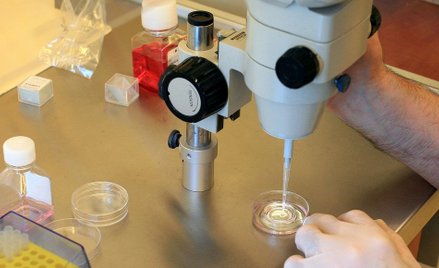 Istotne pytania o in vitro