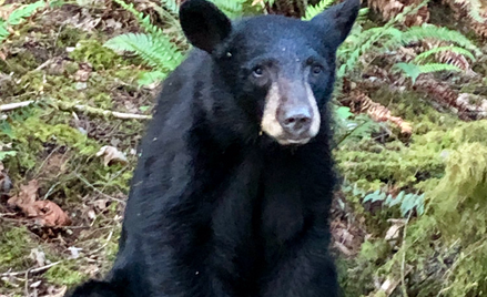 Turyści dokarmiali niedźwiedzia. Musiał zostać uśpiony