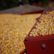 Producenci promują spożycie kukurydzy w Polsce