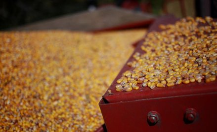 Producenci promują spożycie kukurydzy w Polsce