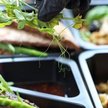 Restauracje idą ze sprzedażą do sklepów