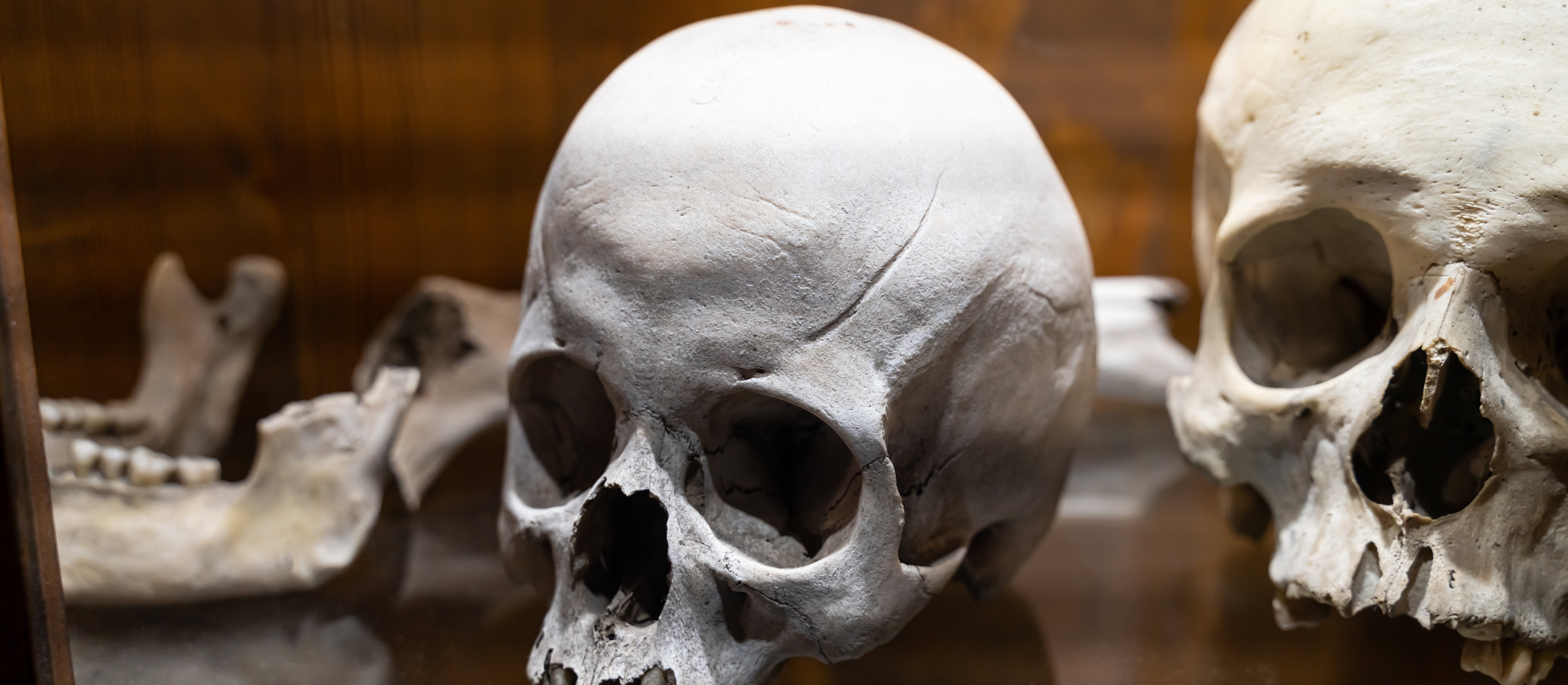 Nowe ustalenia na temat ewolucji człowieka. Naukowcy porównali czaszki małp człekokształtnych