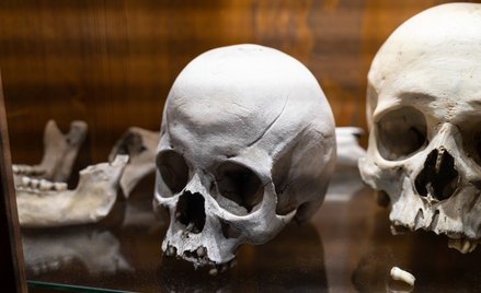 Człowiek ewoluował w tempie znacznie szybszym niż inne naczelne - do takich wniosków doszli naukowcy