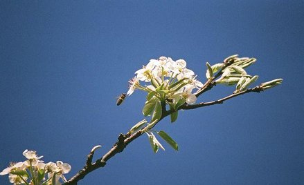 Sadownicy boją się o eksport
