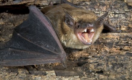 Wścieklizna w Izraelu. Rząd apeluje: Unikajcie dzikich zwierząt