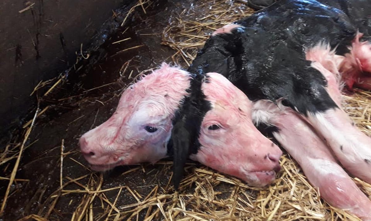 W Polsce urodziła się krowa z dwiema głowami rp.pl