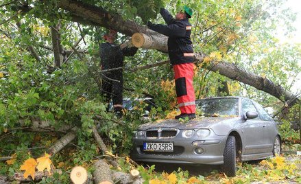 Sądy uznają, że nie można usprawiedliwiać bezprawnej wycinki zagrożeniem życia bądź zdrowia czy inte