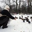 Jak dokarmiać ptaki