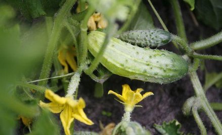 Kreml znosi obowiązkowe certyfikaty i kwarantanny dla części towarów rolnych z zagranicy