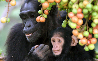 Szympansy w środowisku naturalnym sprowadzane do "gett leśnych"