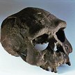 Homo erectus to jeden z przodków Homo sapiens. Potwierdziły to badania prowadzone przez Leakeyów