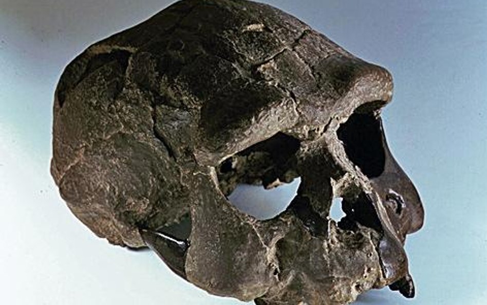 Homo erectus to jeden z przodków Homo sapiens. Potwierdziły to badania prowadzone przez Leakeyów