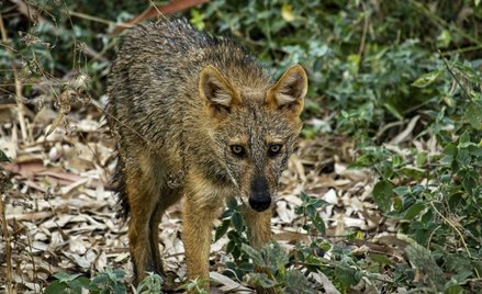W Warszawie widziano szakala złocistego