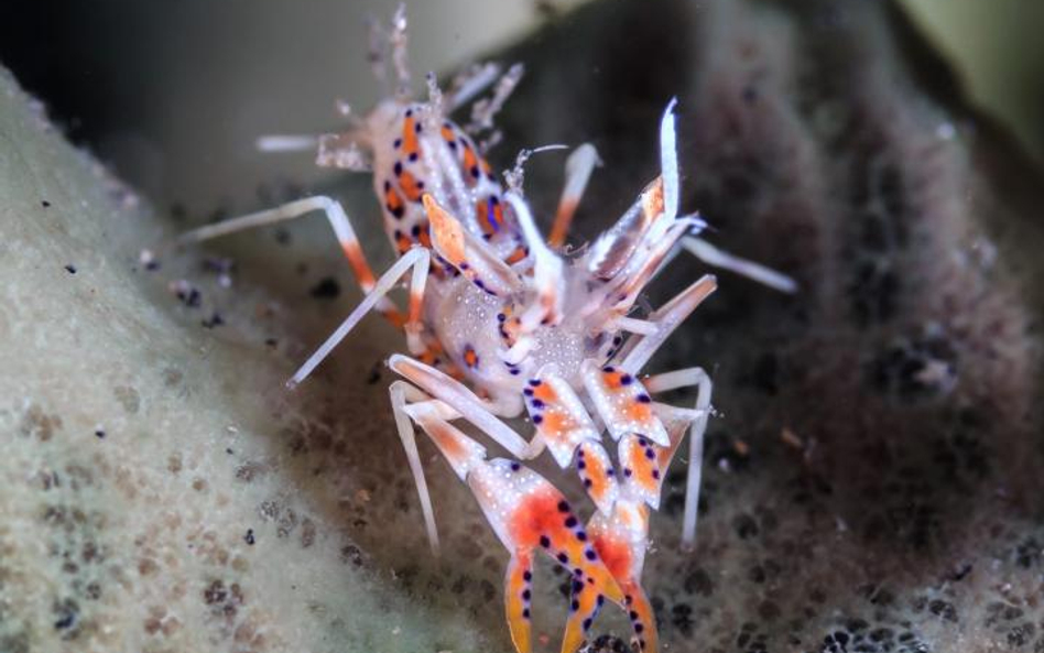 Najwięcej niespodzianek czeka biologów w oceanach, w ekosystemach raf koralowych