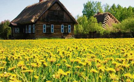 Jedna z chałup w Podlaskim Muzeum Kultury Ludowej.