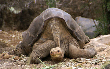 Naukowcy szukają genów długowieczności w DNA wymarłych żółwi