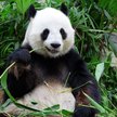 Parki narodowe w Chinach mają między innymi ochronić wiele rzadkich gatunków zwierząt, w tym pandę w
