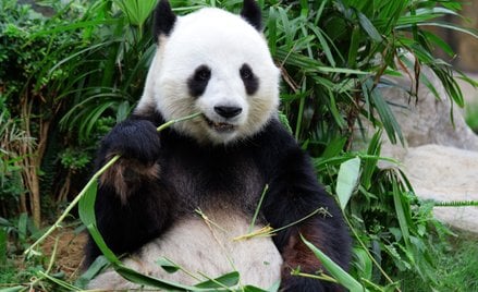 Parki narodowe w Chinach mają między innymi ochronić wiele rzadkich gatunków zwierząt, w tym pandę w