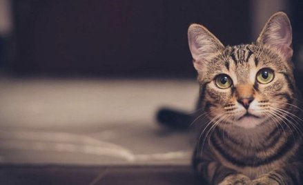 Luksusowa karma dla kotów wywołała gruźlicę bydlęcą