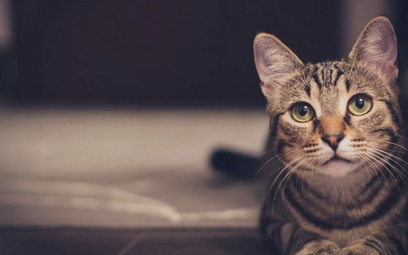Luksusowa karma dla kotów wywołała gruźlicę bydlęcą
