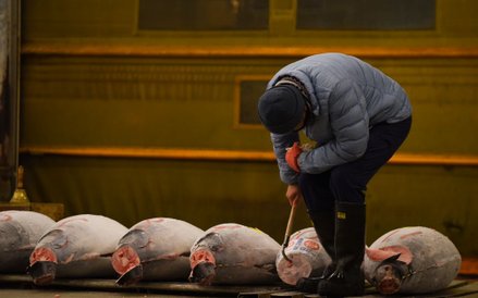 Pierwsza aukcja tuńczyków w 2017 roku na tokijskim targu Tsukiji