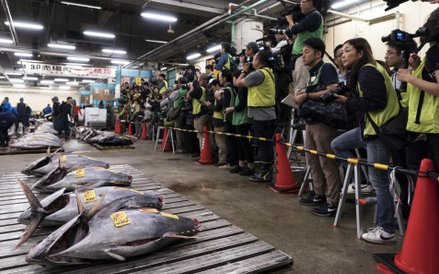 Ostatni aukcja tuńczyka na starym rynku rybnym Tsukiji w Tokio