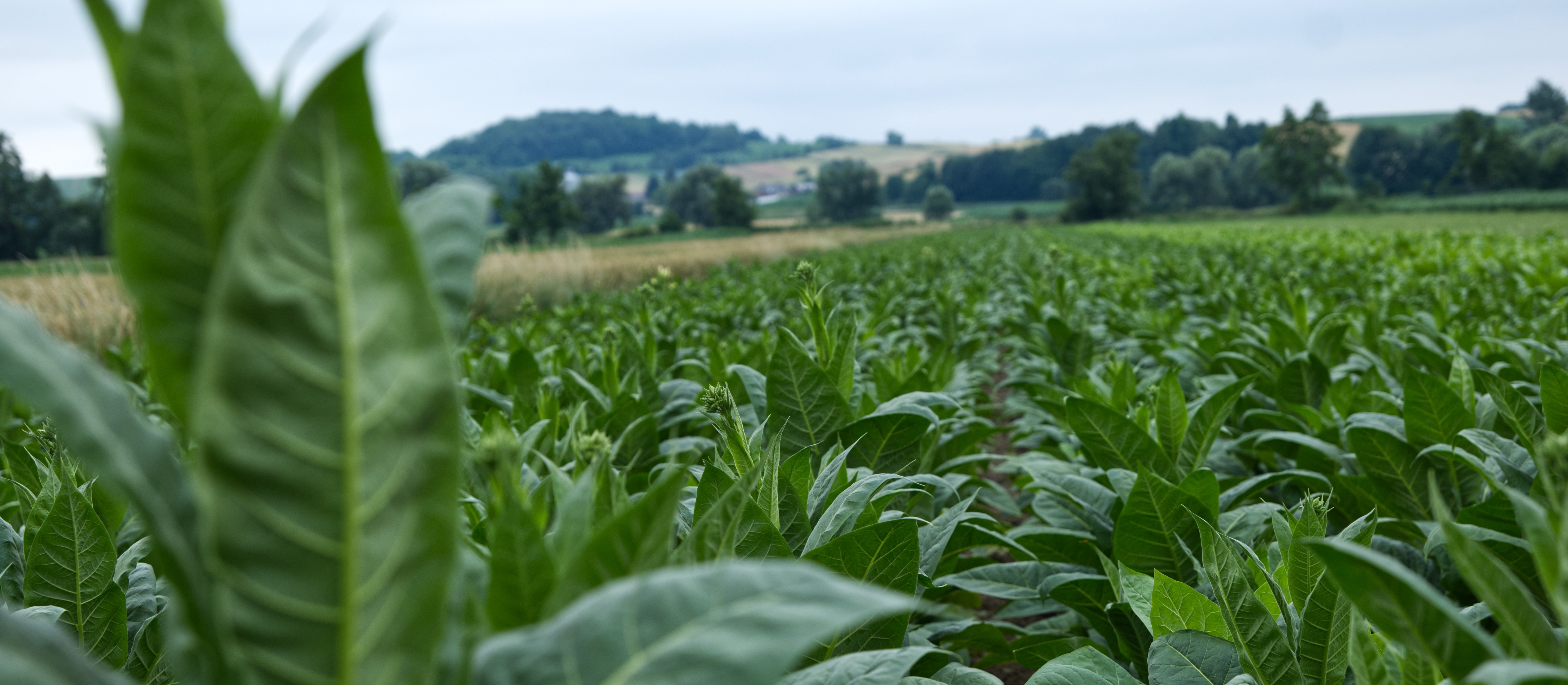 Producenci tytoniu zablokują Warszawę. Protestują przeciwko likwidacji dopłat