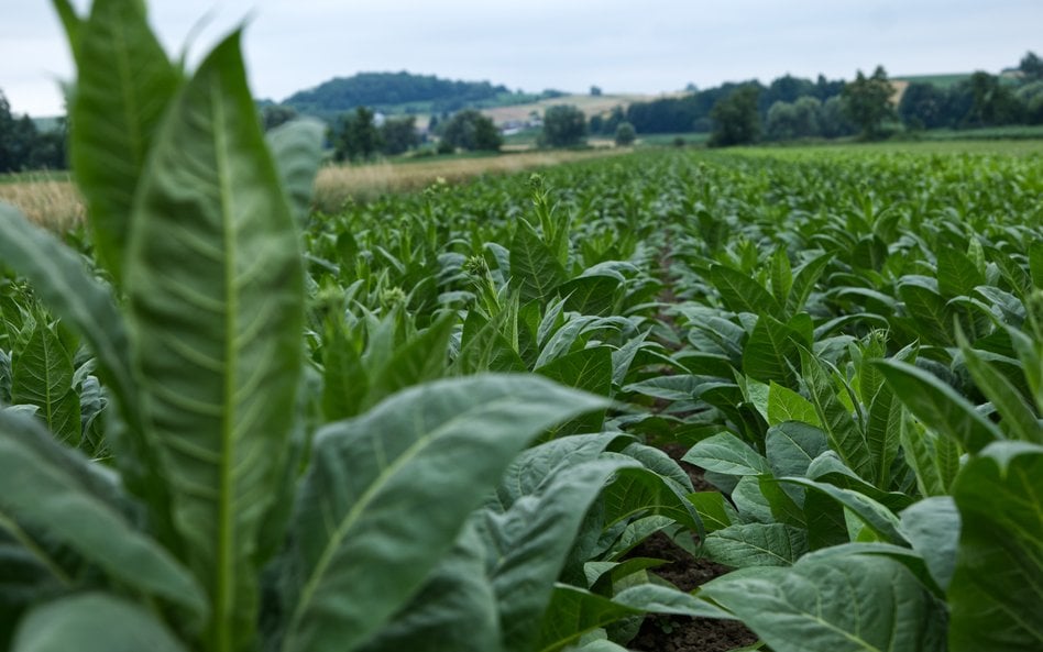 Producenci tytoniu zablokują Warszawę. Protestują przeciwko likwidacji dopłat