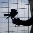 Znajdź imiona dla sokołów z Pałacu Kultury