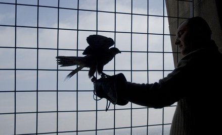 Znajdź imiona dla sokołów z Pałacu Kultury