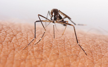 Alarm na Filipinach: 100 tys. zachorowań na dengę