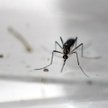 Wirus Zika pojawi się wszędzie tam, gdzie są przenoszące go komary - przewiduje Światowa Organizacja