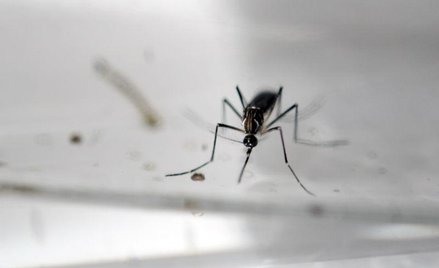 Wirus Zika pojawi się wszędzie tam, gdzie są przenoszące go komary - przewiduje Światowa Organizacja