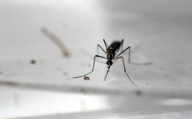 Wirus Zika pojawi się wszędzie tam, gdzie są przenoszące go komary - przewiduje Światowa Organizacja