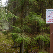 Puszcza Białowieska