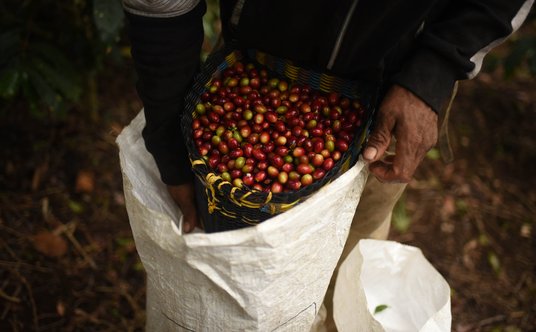 Światowe rynki czekają na zbiory kawy w Brazylii
