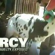 Kadr z szokującego filmu nakręconego przez Mercy for Animals