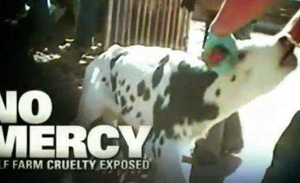 Kadr z szokującego filmu nakręconego przez Mercy for Animals