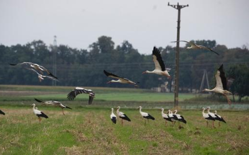 Lepiej nie wchodzić w konflikt z naturą