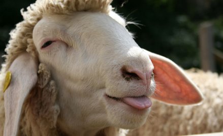 Francja: By nie likwidować klas, do szkoły zapisano owce