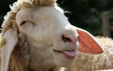 Francja: By nie likwidować klas, do szkoły zapisano owce